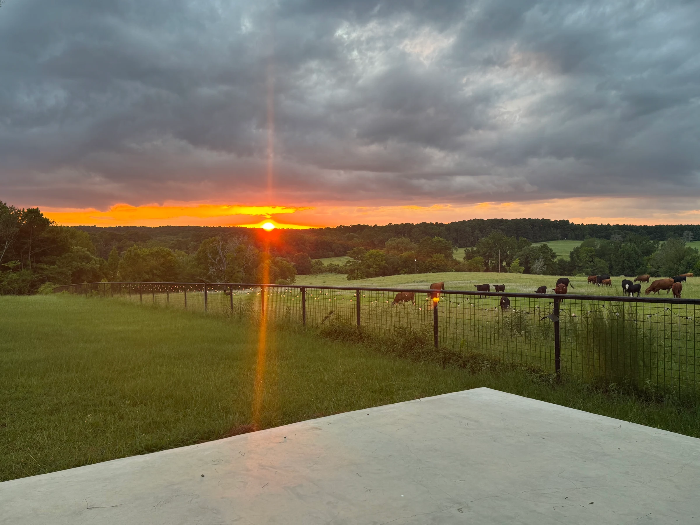 Sun setting over fenced green pastures and grazing cattle at 7N Springs Retreat